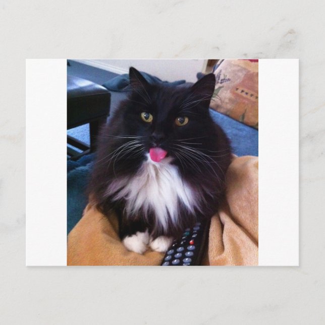 Cartão Postal Gato a resistir à língua (Frente)