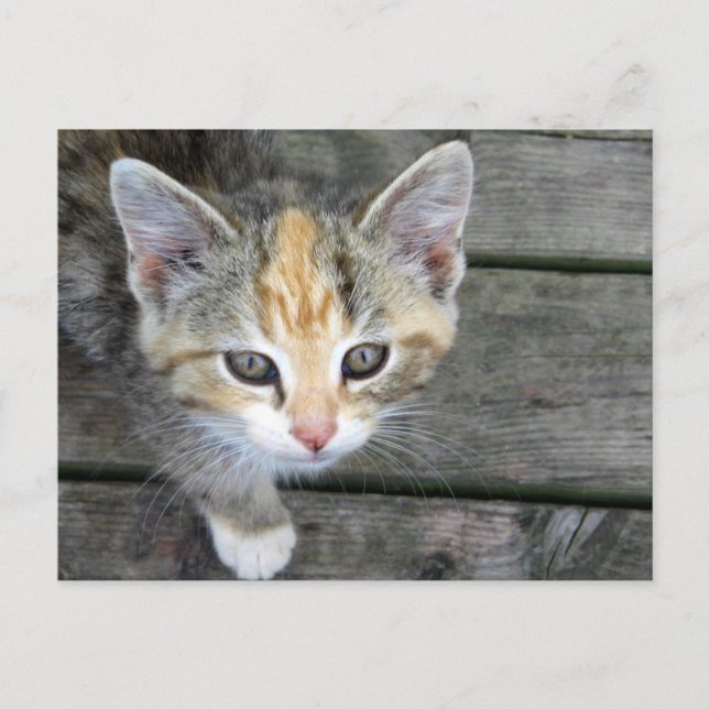 Cartão Postal Gato adorável (Frente)
