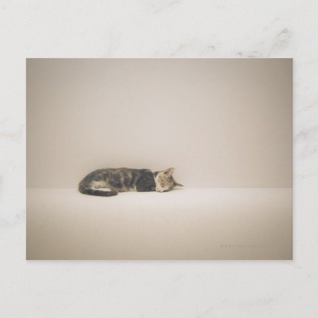 Cartão Postal Gato adormecido (Frente)