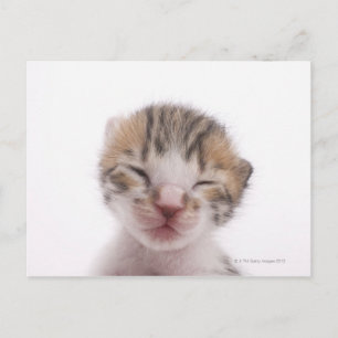 Cartão Postal Gato adormecido