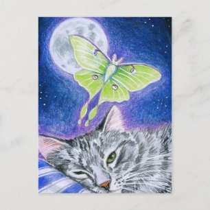 Cartão Postal Gato adormecido com Luna Moth, Cartão-postal da Lu
