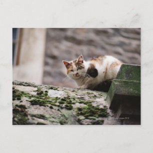 Cartão Postal Gato agachado na parede do rock