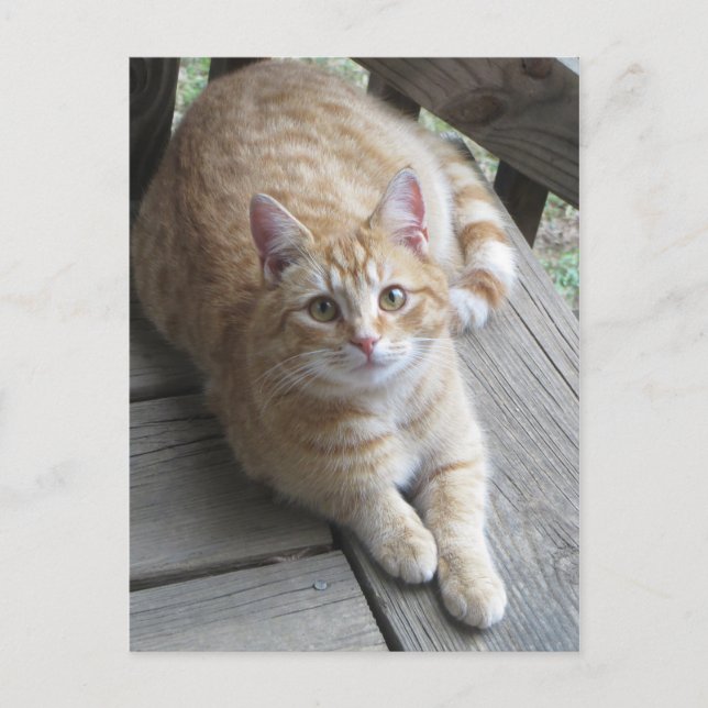 Cartão Postal Gato Amarelo (Frente)