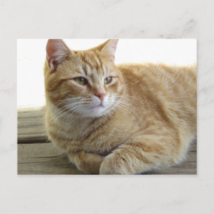 Cartão Postal Gato Amarelo Descansando