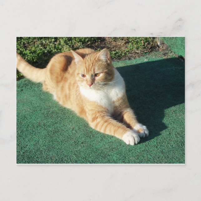 Cartão Postal Gato Amarelo em repouso (Frente)