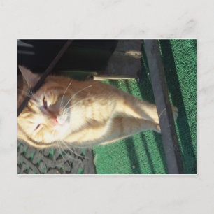 Cartão Postal Gato Amarelo Fofo