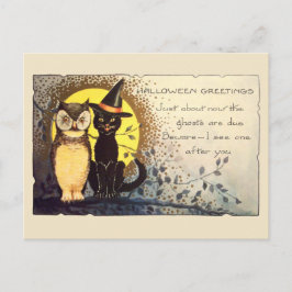 Cartão Postal Gato Amigável e Coruja do Início do Século XX no H