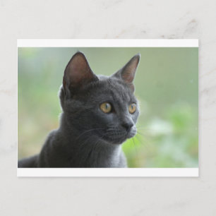 Cartão Postal Gato Azul Russo