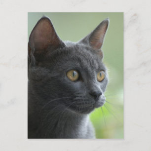 Cartão Postal Gato Azul Russo