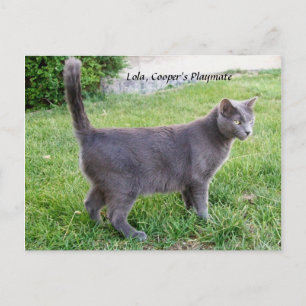 Cartão Postal Gato Azul Russo Na Grama - Cartão-Postal Gatinho