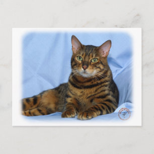 Cartão Postal Gato Bengal 9W052D-018