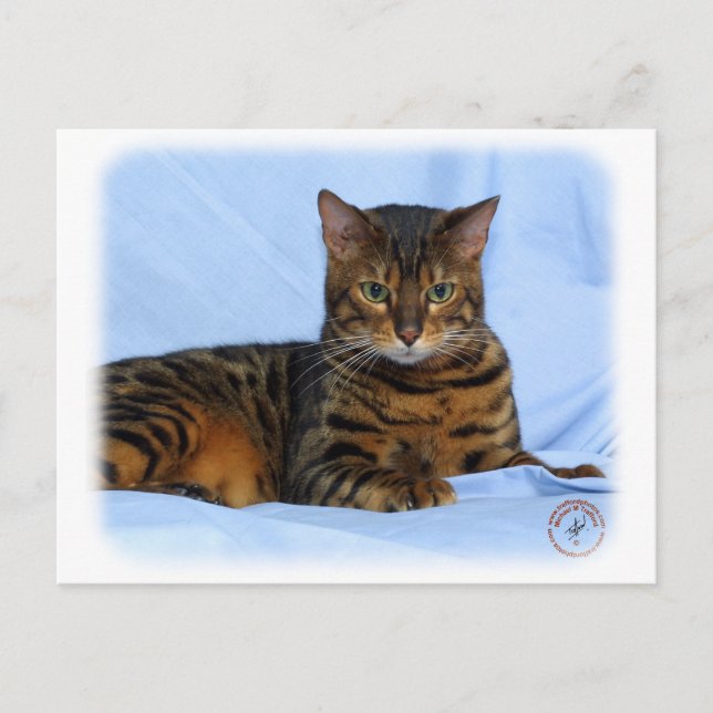 Cartão Postal Gato Bengala 9W052D-023 (Frente)