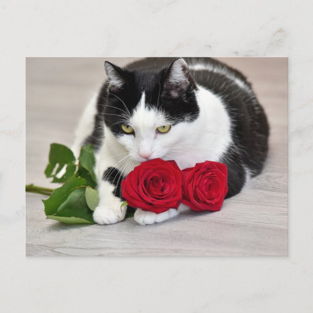 Cartão Postal Gato bonito com a rosa vermelha (Frente)