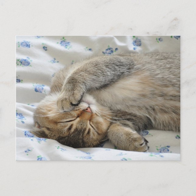 Cartão Postal Gato bonito dormindo (Frente)