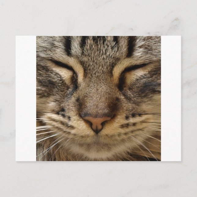 Cartão Postal Gato Bonito @ ZooTees (Frente)