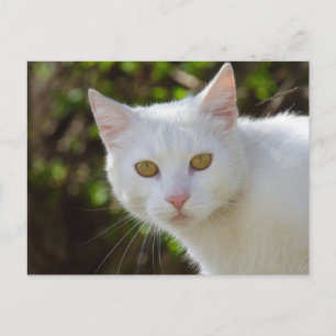 Cartão Postal Gato Branco Com Olhos Amarelos