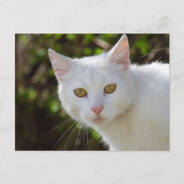 Cartão Postal Gato Branco Com Olhos Amarelos (Frente)