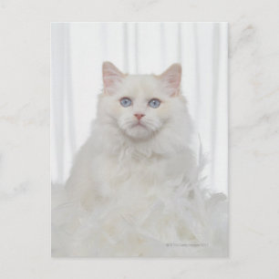Cartão Postal Gato Branco com Penas