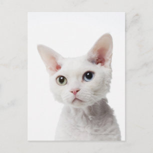 Cartão Postal Gato branco de olhos estranhos 2