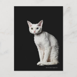 Cartão Postal Gato branco de olhos estranhos 3