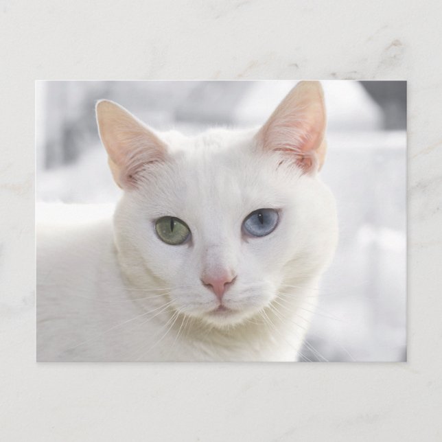 Cartão Postal gato branco de olhos estranhos se aproxima da face (Frente)