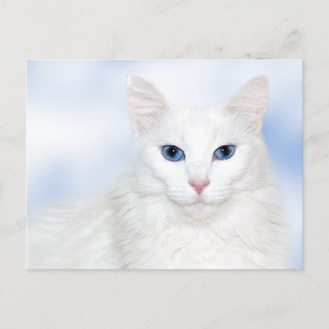 Cartão Postal Gato branco-de-raça (Frente)