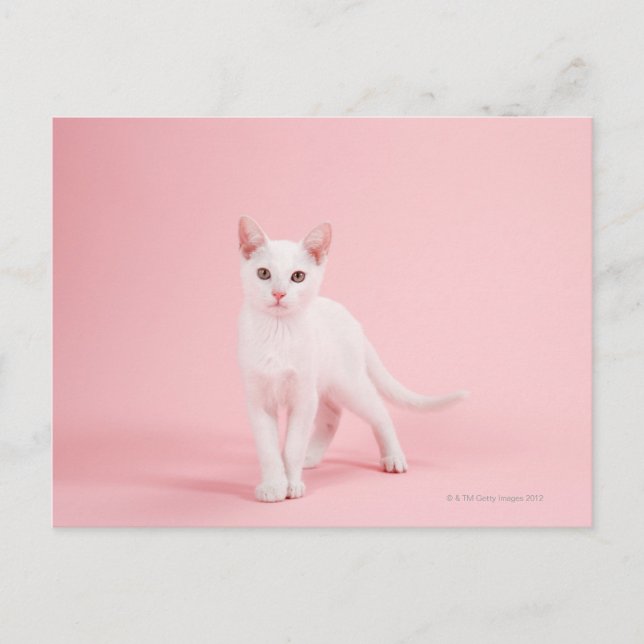 Cartão Postal Gato branco jovem (Frente)