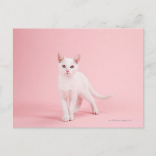 Cartão Postal Gato branco jovem