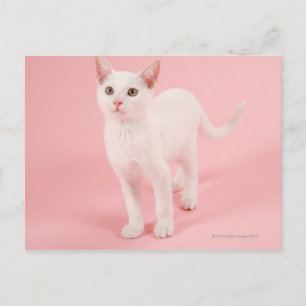 Cartão Postal Gato branco jovem 2