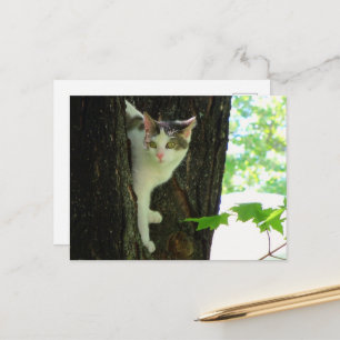 Cartão Postal Gato Branco na Árvore