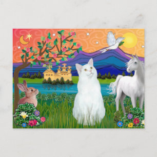 Cartão Postal Gato Branco - Terra da Fantasia