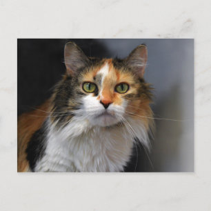 Cartão Postal Gato Calico de pelo longo