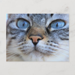 Cartão Postal Gato Cinza