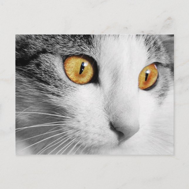 Cartão Postal Gato Cinza e Branco (Frente)