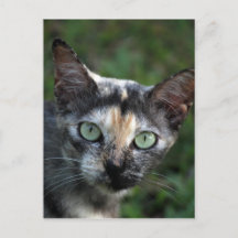 Gato Cinza Marrom Branco com Olhos Verdes