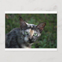 Gato Cinza Marrom Branco com Olhos Verdes