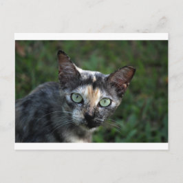 Cartão Postal Gato Cinza Marrom Branco com Olhos Verdes