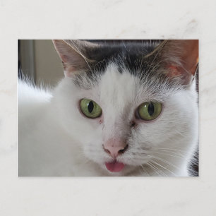 Cartão Postal Gato com a língua