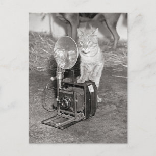 Cartão Postal Gato com Câmera, 1936