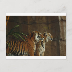 Cartão Postal gato com estampa de tigre personalizado aniversári