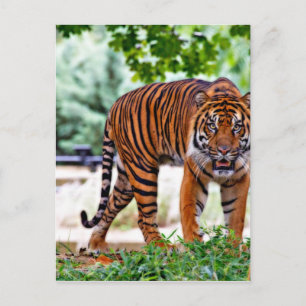 Cartão Postal gato com estampa de tigre personalizado aniversári