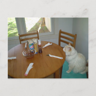 Cartão Postal Gato com fome