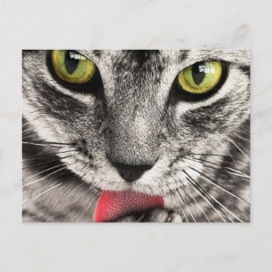 Cartão Postal Gato com Língua para Fora Lambe