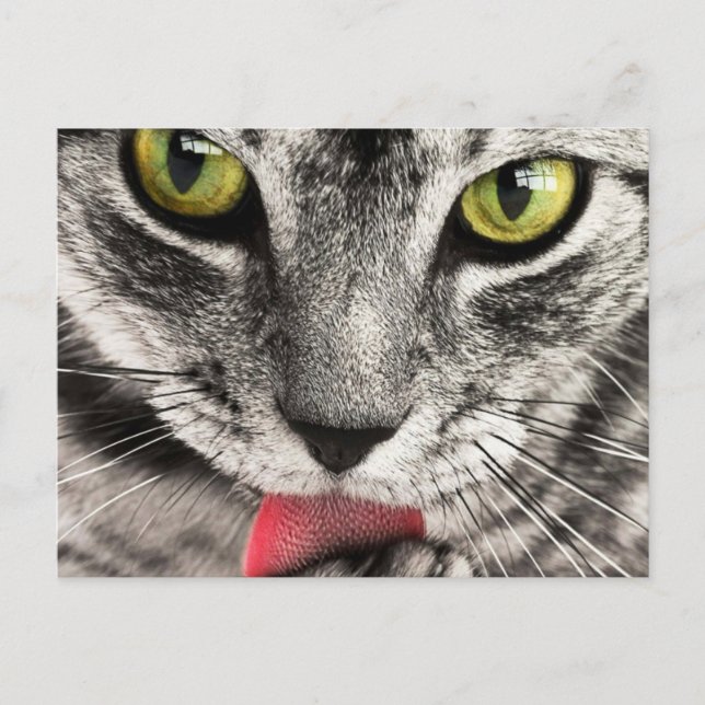 Cartão Postal Gato com Língua para Fora Lambe  (Frente)