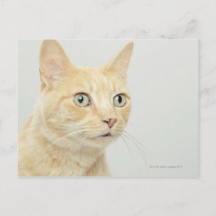 Cartão Postal Gato com olhos abertos