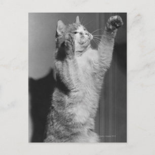 Cartão Postal Gato com patas elevadas (B&W)