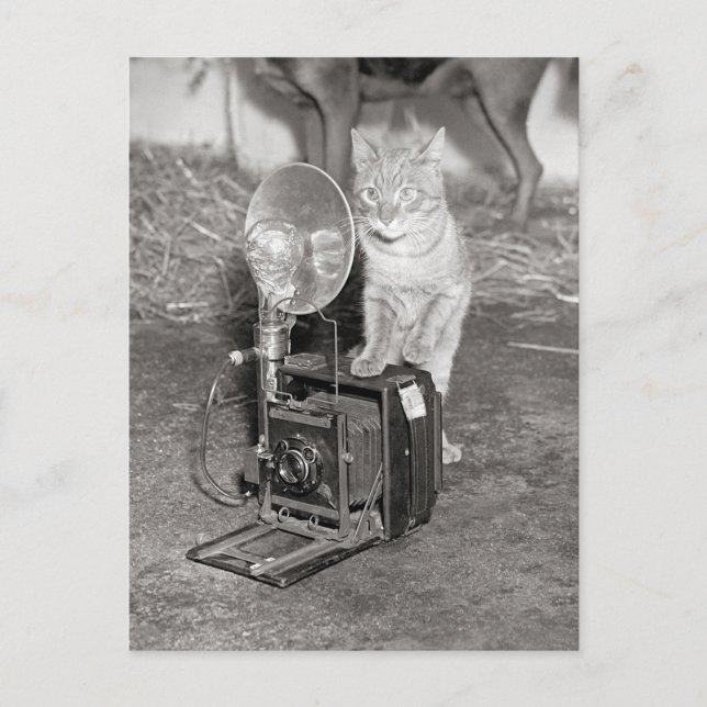 Cartão Postal Gato com uma Câmera, 1936 (Frente)