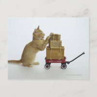 Gato com vagão e caixas