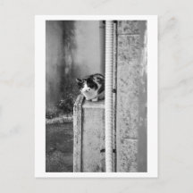Gato da Aldeia