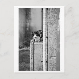 Cartão Postal Gato da Aldeia